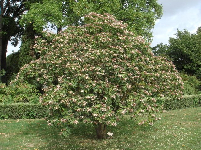 Clerodendron trichotomum P13 P17 P27